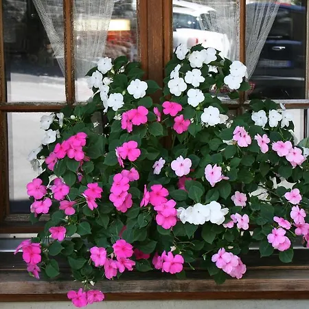 Staubbach 2* לוטרברונן