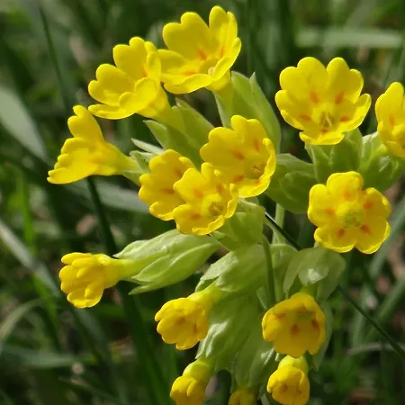 شتاوباخ